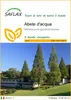 SAFLAX  - Abete d'acqua  - 60 semi - Metasequoia Anteprima dell’immagine prodotto 1