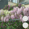 2er-Set - Wisteria Floribunda Rosea - Blauregen Produktbild-Vorschau 2