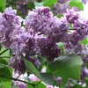 Lillà nobile  - Syringa vulgaris 'Michel Buchner'  | 60-80 Anteprima dell’immagine prodotto 2
