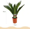 Green boutiQ - Zimmerpflanze - Cycas revoluta - Palmfarn - Produktbild-Vorschau 3