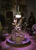 A grow light illuminates several small plants in pots on a wooden surface. Anteprima dell’immagine prodotto