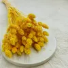 Phalaris Getrocknete - Kanariengras - Gelb Produktbild-Vorschau 8