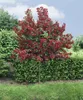 Weigelie Bristol Ruby 100-150 cm, im Topf - Weigela Produktbild-Vorschau 9