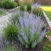 Bloomique - Zestaw 6 sztuk - Perovskia Blue Spire - Podgląd zdjęcia produktu 1