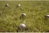 Bocce 6 palline + coperchio 23440 Anteprima dell’immagine prodotto 8