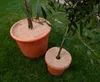MC.Sammler Kokos-Mulchscheibe - Ø 20 cm - 1 Stück | Produktbild-Vorschau 4