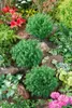 Thuja occidentalis 'Teddy', Kugel-Lebensbaum, kompakt, Produktbild-Vorschau 8