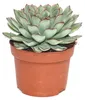 Echeveria pulidonis - ve?ká rastlina v 12cm hrnci Podgląd zdjęcia produktu 2