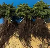 Nordmanntanne I 25-50cm | Abies nordmanniana | 5 Jahre | Produktbild-Vorschau 2