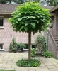 Trompetenbaum 'NANA' auf Stamm 80 cm, Cont. 5 l Produktbild-Vorschau 4
