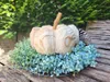 Holzkürbis Holzkürbis - d = 28 cm Produktbild-Vorschau 4