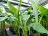 Bananenstaude als 3er Gruppe  Banane Musa Basjoo 220 cm Produktbild-Vorschau 2
