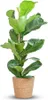 Green boutiQ - Plante d'intérieur - Ficus lyre - Vert - Peu Voir les images du produit 1