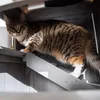 Maison pour chat pouvant accueillir un panier ou une Voir les images du produit 7