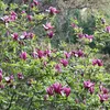 Magnolia  - Magnolia liliiflora « Nigra »  | 50-60 cm en Voir les images du produit 2