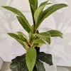 Eriobotrya japonica 'Tanaka', niesplik japoński, wysokość Podgląd zdjęcia produktu 5