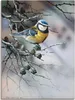 ARTland Leinwandbild Vogel im Tannenbaum Größe: 90x120 cm Produktbild-Vorschau 1