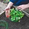 Hände platzieren einen klaren grünen Plastik-Erdbeerpflanzenschutz um eine Erdbeerpflanze mit reifen Beeren in einem Hochbeet Anteprima dell’immagine prodotto
