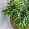 Geigenpflanze - Ficus Benjamina 'Twilight' - Höhe 100-110cm Produktbild-Vorschau 4