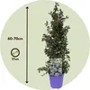 Lilas de Californie - Ceanothus thyrsiflorus Repens - Voir les images du produit 2