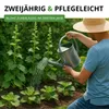 Stockrosen Prachtmischung Samen - Alcea rosea - Rosensamen Produktbild-Vorschau 4