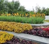 Stauden Gänge 3 x Kniphofia ‘Mango Popsicle’ - Fackellilie Produktbild-Vorschau 7