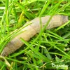 A close-up of a caterpillar in green grass. Produktbild-Vorschau