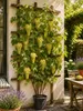 Vitis vinifera Lakemont Weinrebe 120–180 cm | Kernlose Produktbild-Vorschau 1