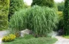Stauden Gänge 1 x Miscanthus x giganteus im 1 Liter Topf - Produktbild-Vorschau 2