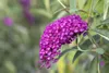 Buddleja davidii 'Royal Red', Schmetterlingsflieder, rot, Produktbild-Vorschau 6