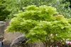 Acer shirasawanum 'Aureum', Japanischer Ahorn, goldgelb, Produktbild-Vorschau 9