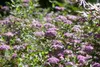 Spiraea japonica 'Little Princess', Zwerg-Spiere, rosa, Produktbild-Vorschau 2