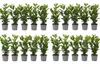 20x Kirschlorbeer Novita 40-50 cm | Prunus laurocerasus Produktbild-Vorschau 1