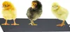 Three chicks are standing on a black heating mat. Podgląd zdjęcia produktu