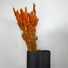 Lagurus Hasenschwanz Samtgras Trockenblumen 60-70cm DIY Produktbild-Vorschau 16