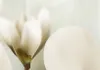 Tableau acoustique Fleurs Magnolia 200 x 100 cm Tableau en Voir les images du produit 3