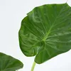 Alokasie - 2 Stk - Alocasia 'Macrorrhizos' - Höhe 60-70cm - Produktbild-Vorschau 3