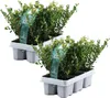 Cezmína vrúbkovaná - 12 ks. - Ilex crenata 'Jenny' - Výška Náhľad obrázku produktu 1