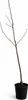 Apfelbaum Red Chief 100–140 cm – Malus domestica, roter Produktbild-Vorschau 4