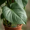 Monstera deliciosa na mechové tyci, 90cm, 19cm, pokojová Náhled obrázku produktu 4