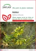 SAFLAX  - Mélilot - 250 graines - Melilotus Voir les images du produit 1