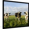 MuchoWow® Gerahmtes Poster Kühe - Sonne - Tiere 40x40 cm - Produktbild-Vorschau 1