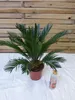 [Palmenlager] - Cycas revoluta 60 cm - Sagopalme - Palmfarn Produktbild-Vorschau 3