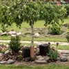 A garden scene with a young birch tree, decorative stones, logs, and flowers. Podgląd zdjęcia produktu