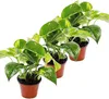 Set di 3 Efeutute - Scindapsus - Epipremnum - vaso da 12 cm Anteprima dell’immagine prodotto 1