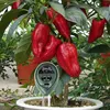 A soil meter is placed in a potted plant with red peppers, showing the plant's condition. Podgląd zdjęcia produktu
