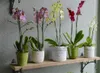 Several potted orchids of various colors are displayed on a wooden shelf against a textured light blue wall. Produktbild-Vorschau