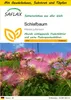 SAFLAX Anzucht Set - Schlafbaum - Albizia julibrissin - 50 Produktbild-Vorschau 1