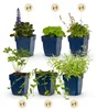GreenboutiQ - Staudenpaket - Bodendecker - 24 Stauden - Für Produktbild-Vorschau 3