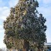 Sequoiadendron giganteum, Riesenmammutbaum, Höhe 60 cm – 2 Produktbild-Vorschau 5